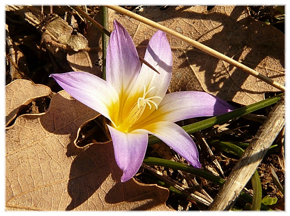 Romulea bulbucodium / Zafferanetto comune